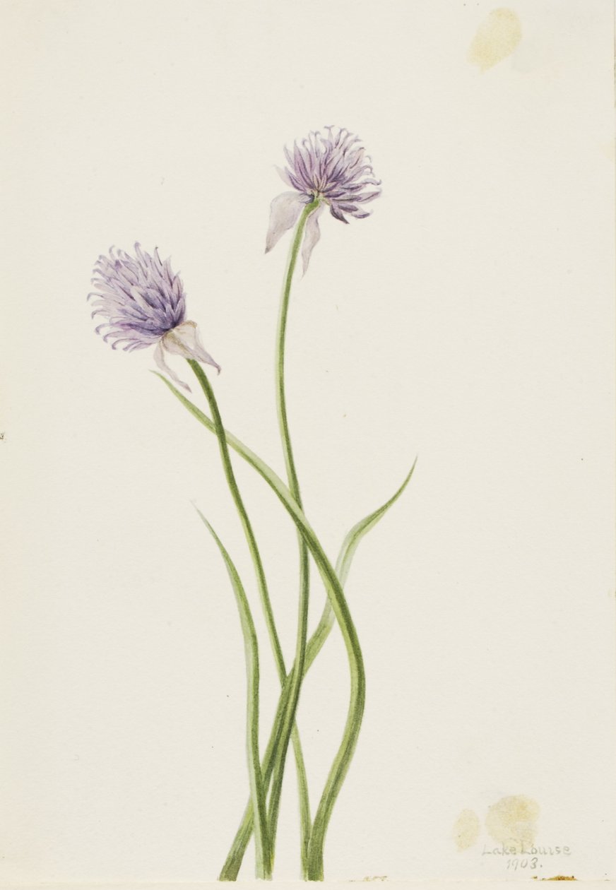 Cebola da Sibéria (Allium sibericum) de Mary Vaux Walcott