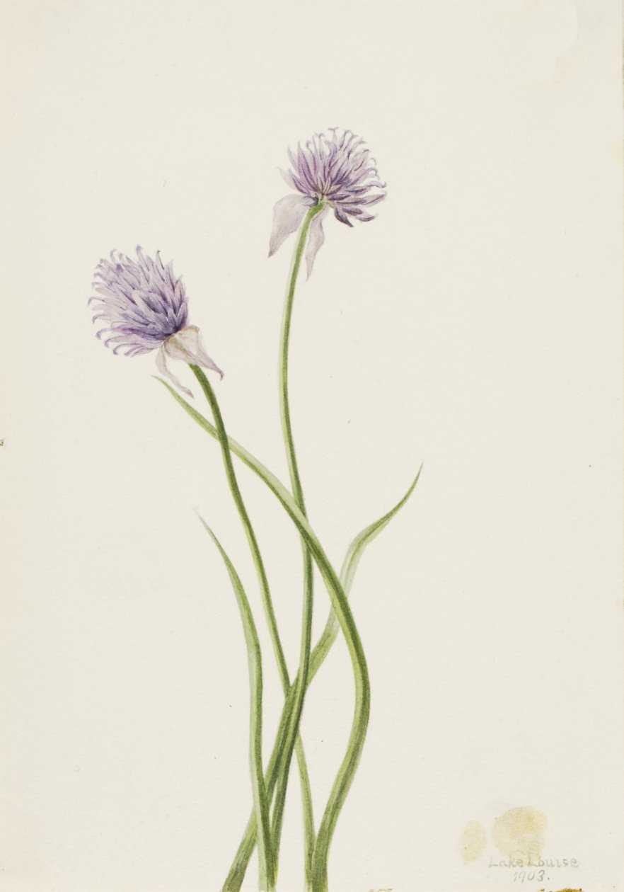 Cebola Siberiana Allium sibericum, 1903. de Mary Vaux Walcott