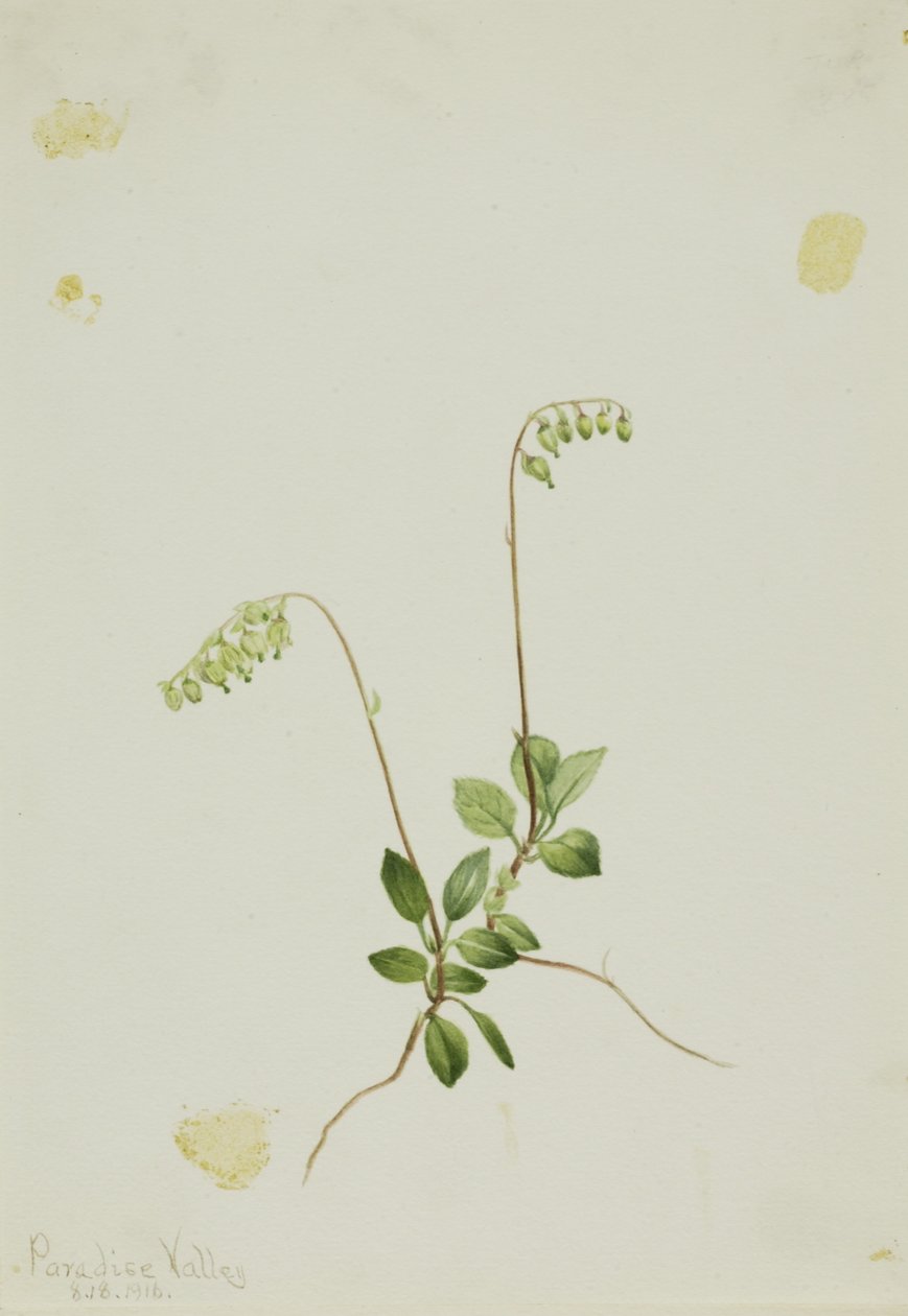 Pirola de conchas laterais (Pyrola secunda) de Mary Vaux Walcott