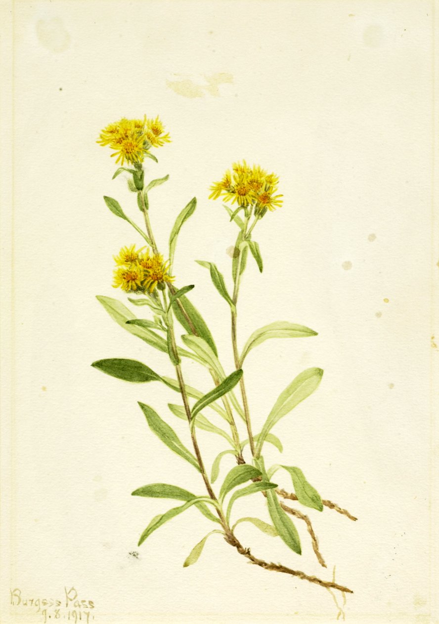 Sela Lateral Goldenrod, 1917. de Mary Vaux Walcott