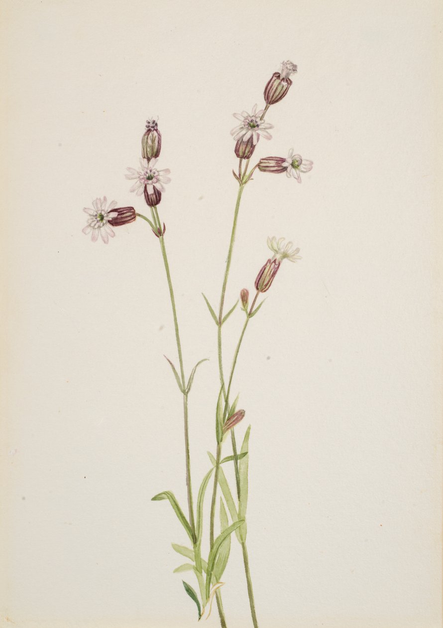 Silene multicaulis, ca. 1900-1920. de Mary Vaux Walcott