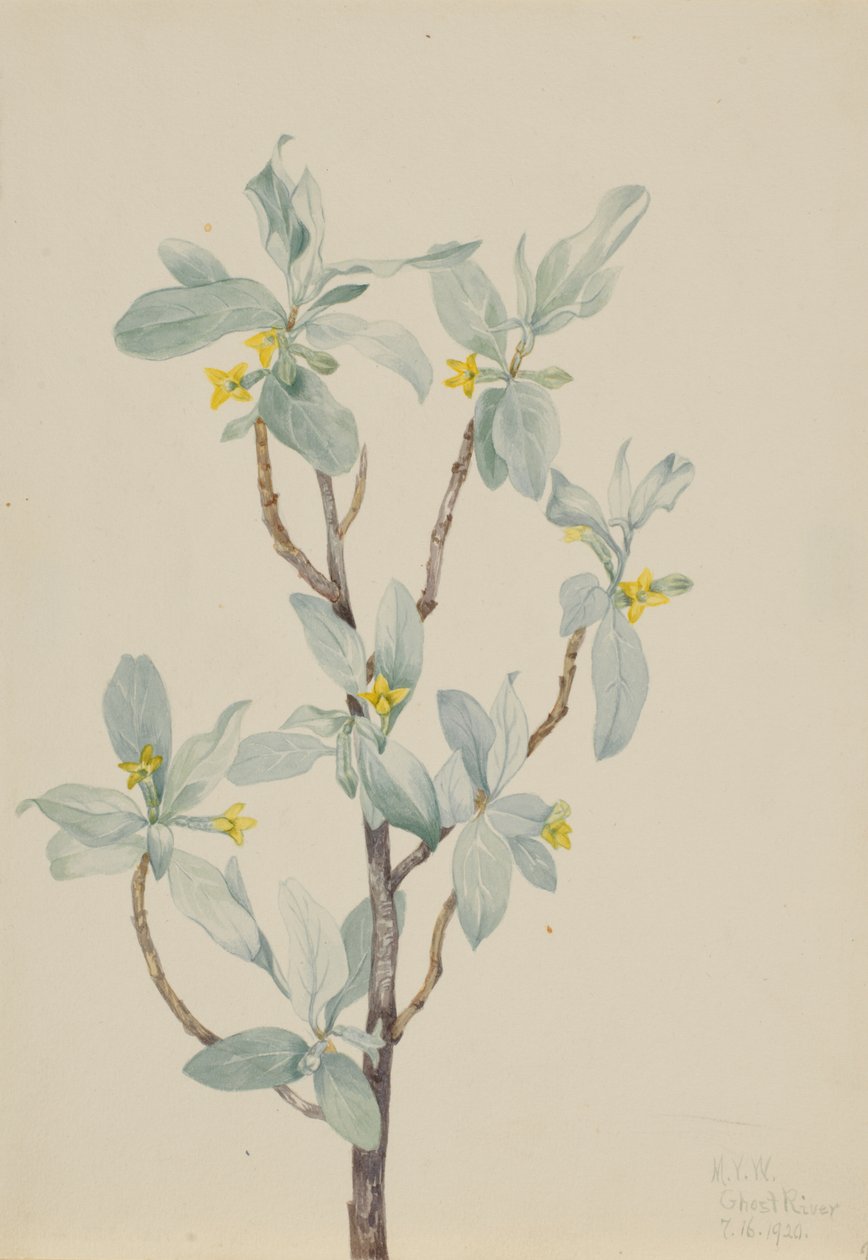 Amora-preta (Elaeagnus commutata) de Mary Vaux Walcott