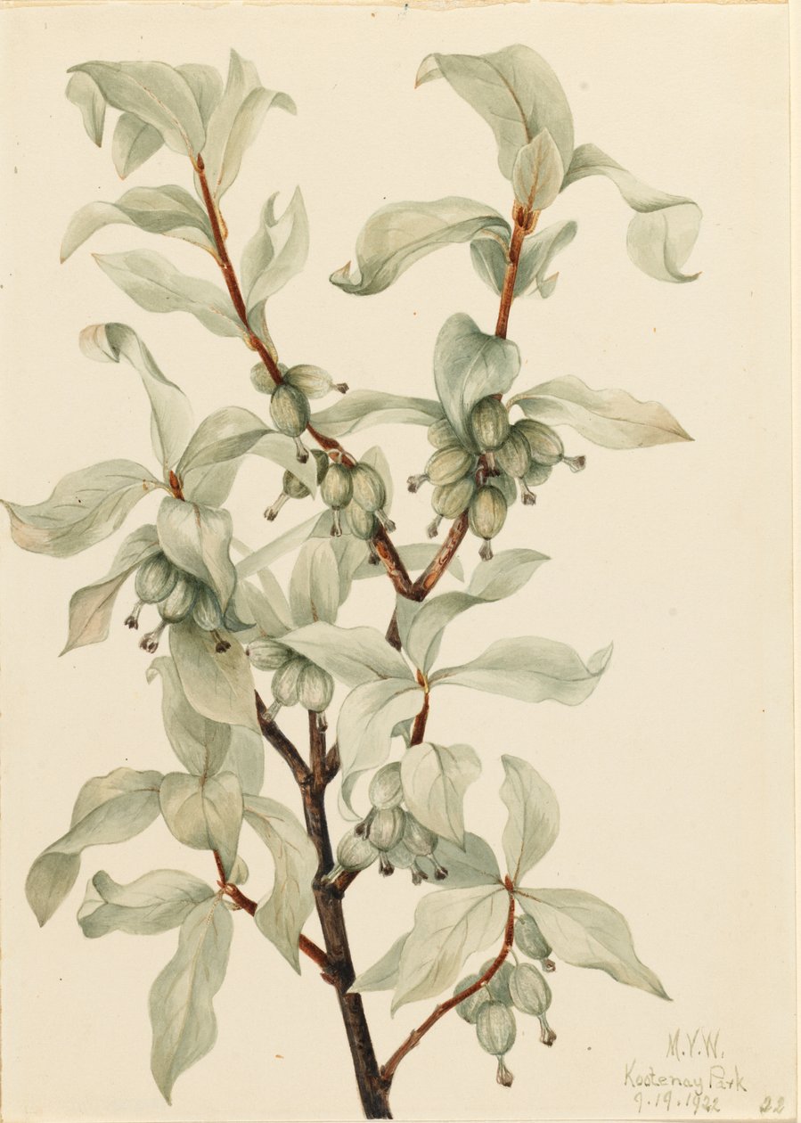 Amora-preta (Elaeagnus commutata) de Mary Vaux Walcott