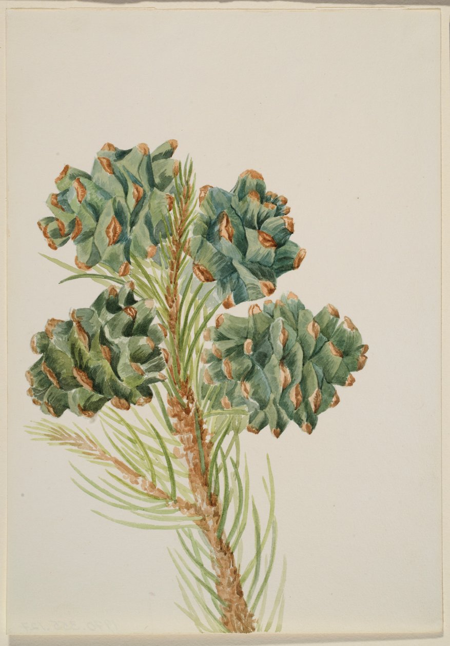 Pinheiro-bravo (Pinus monophylla) de Mary Vaux Walcott