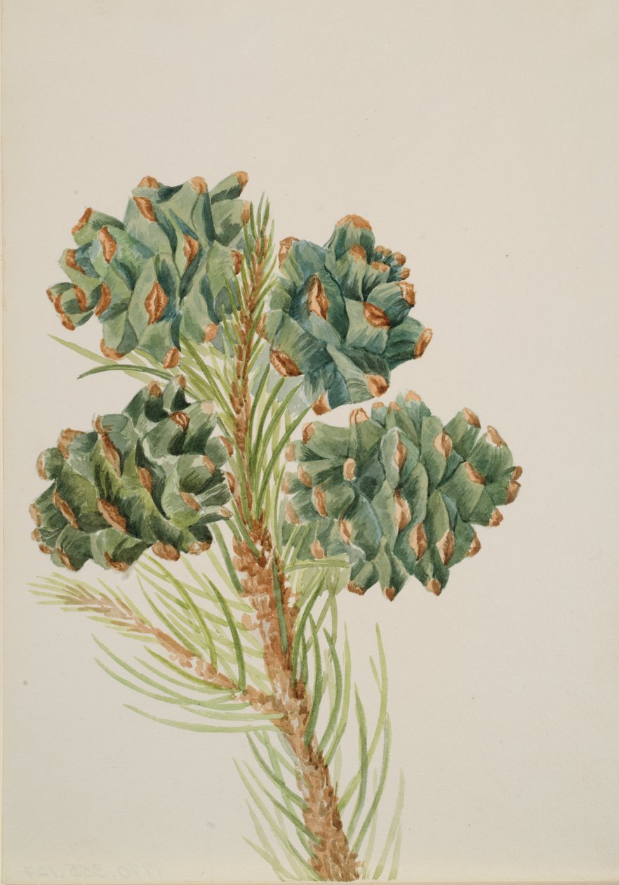 Pinheiro de folha única Pinus monophylla, ca. década de 1930. de Mary Vaux Walcott