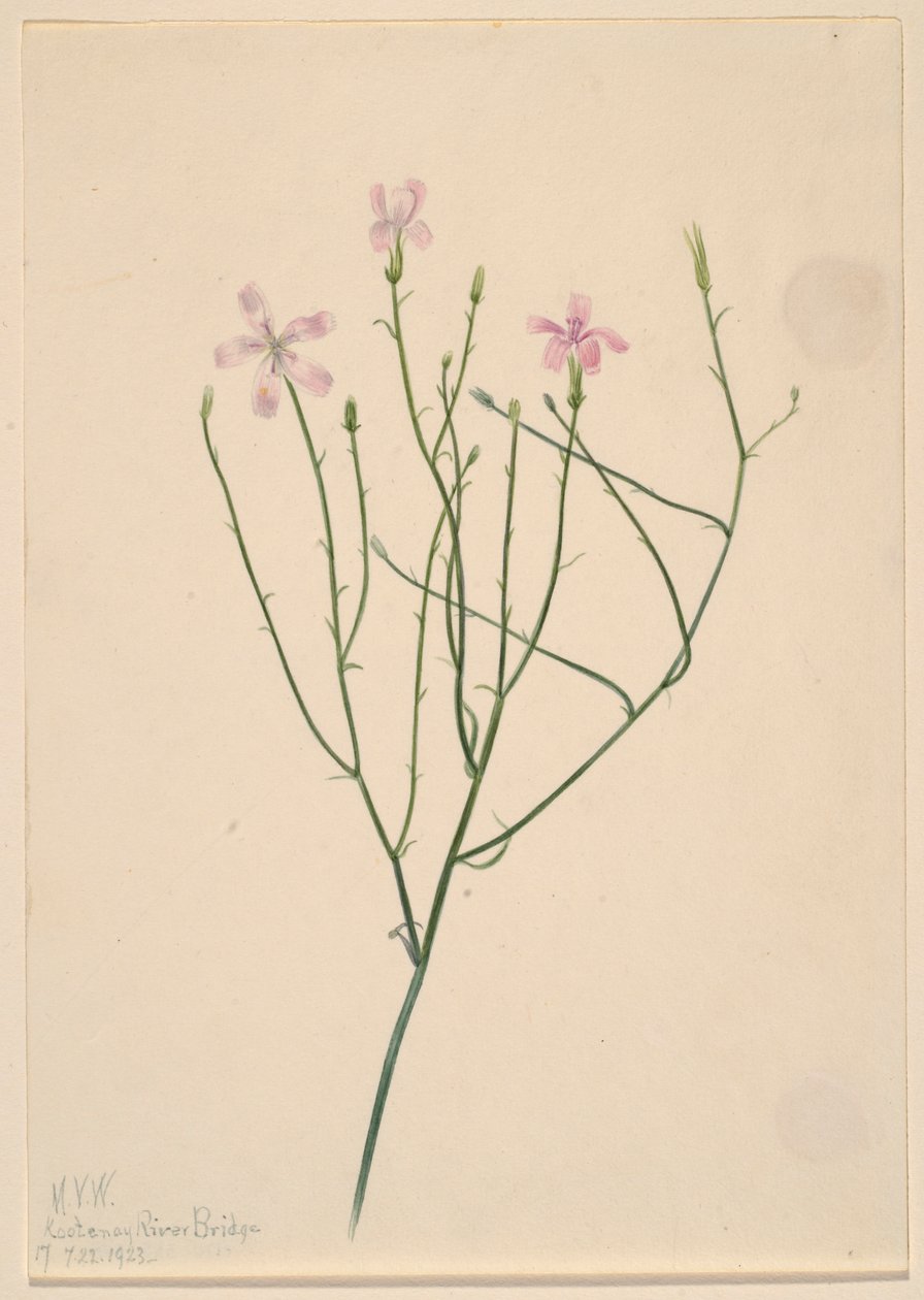 Flor-esqueleto (Lygodesmia juncea) de Mary Vaux Walcott