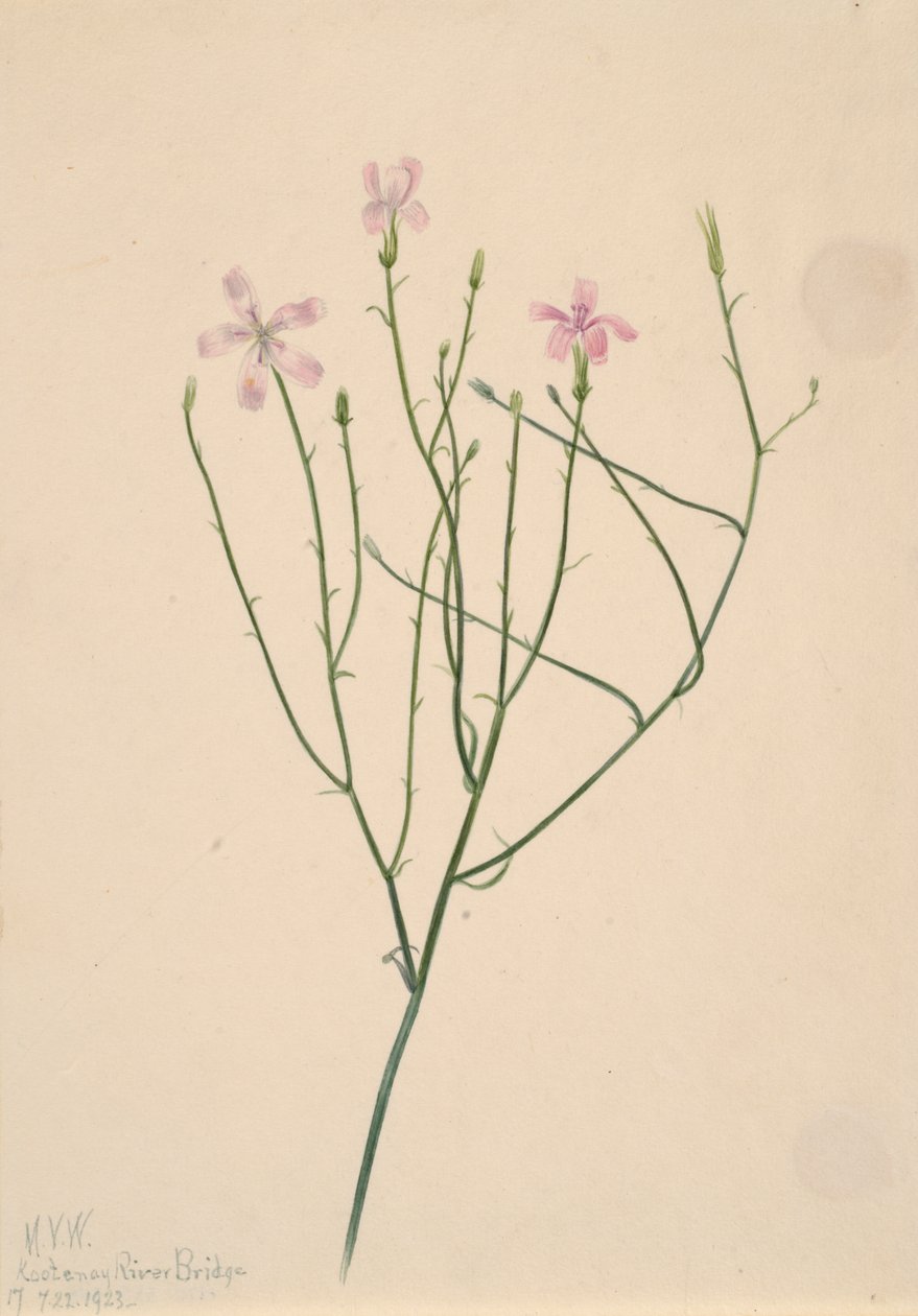 Skeleton Flower Lygodesmia juncea, 1923. de Mary Vaux Walcott