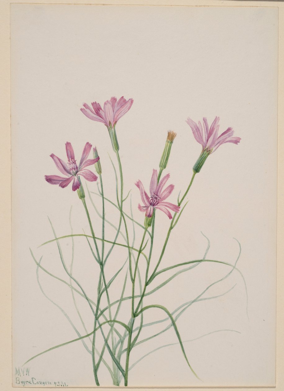 Erva-esqueleto (Lygodesmia grandiflora) de Mary Vaux Walcott