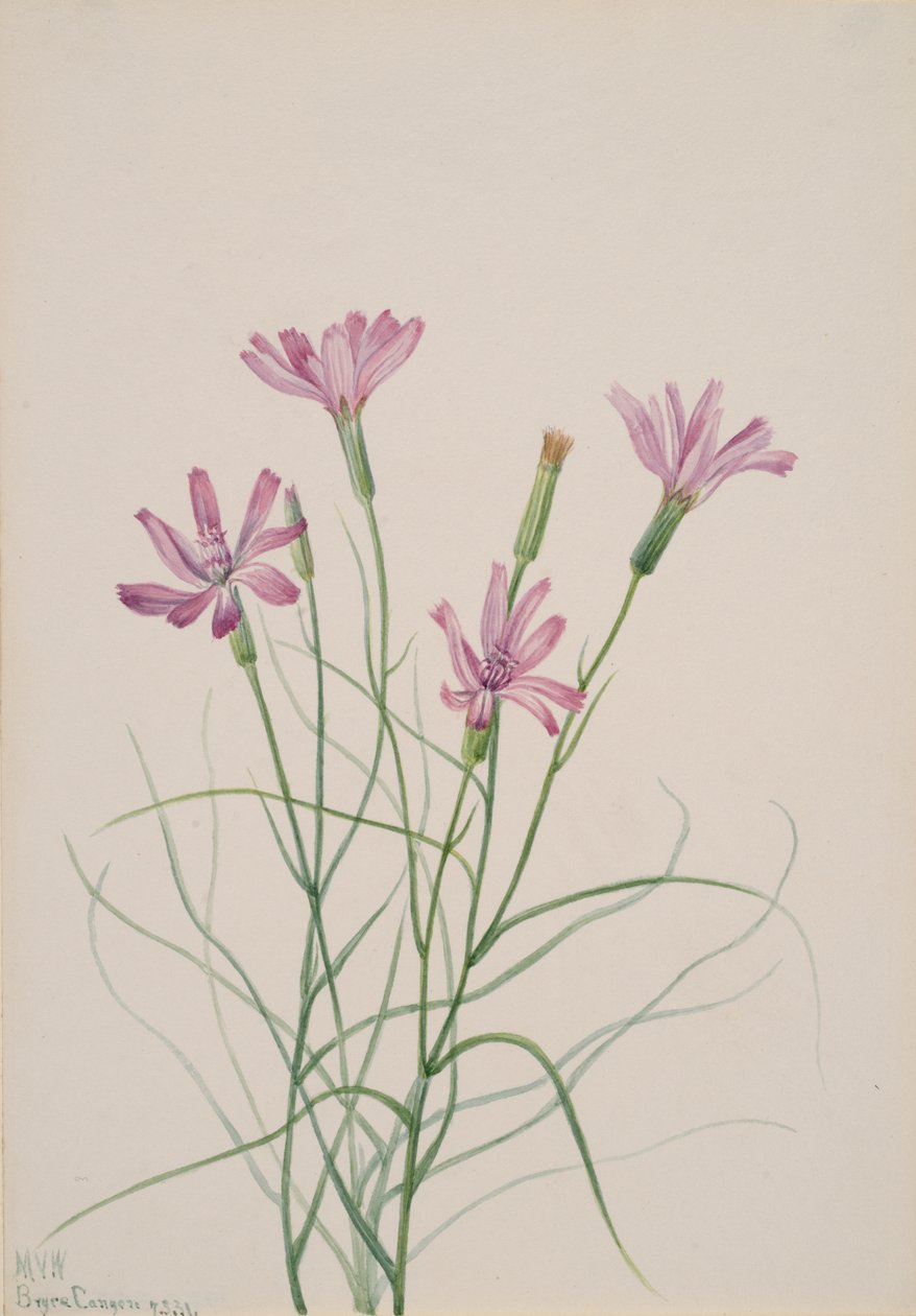 Esqueleto Weed Lygodesmia grandiflora, 1931. de Mary Vaux Walcott