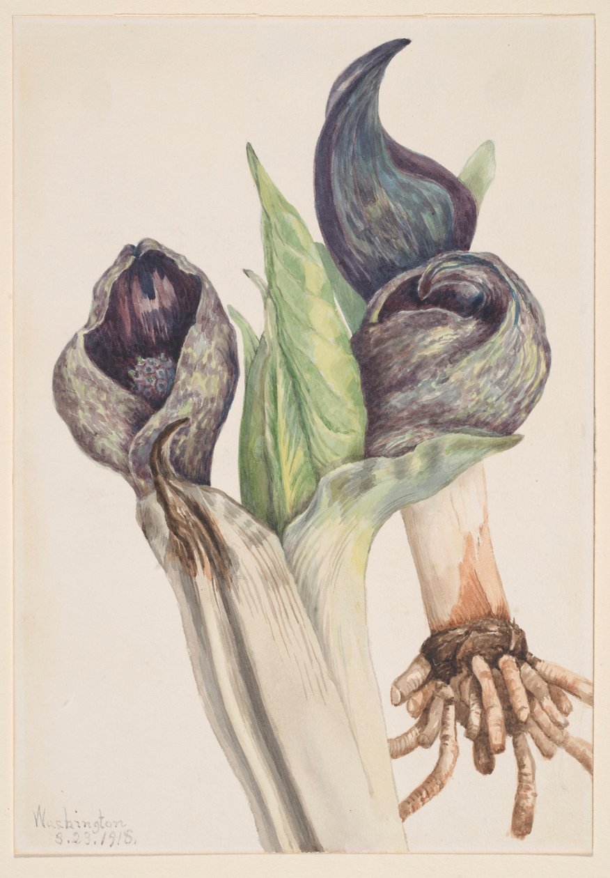 Couve-da-índia (Spathyema foetida) de Mary Vaux Walcott