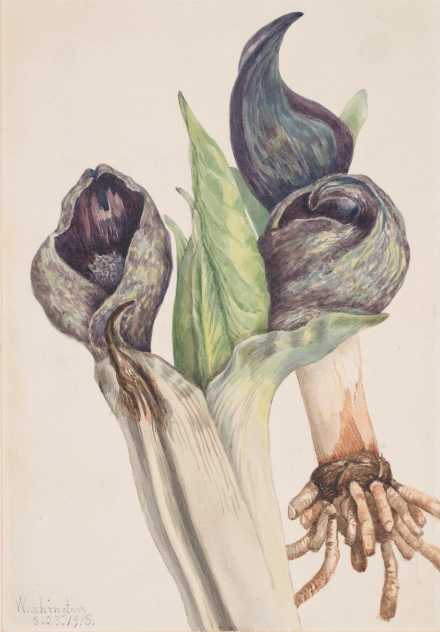 Sakunk cane no contest, ೧೯೧೮. de Mary Vaux Walcott