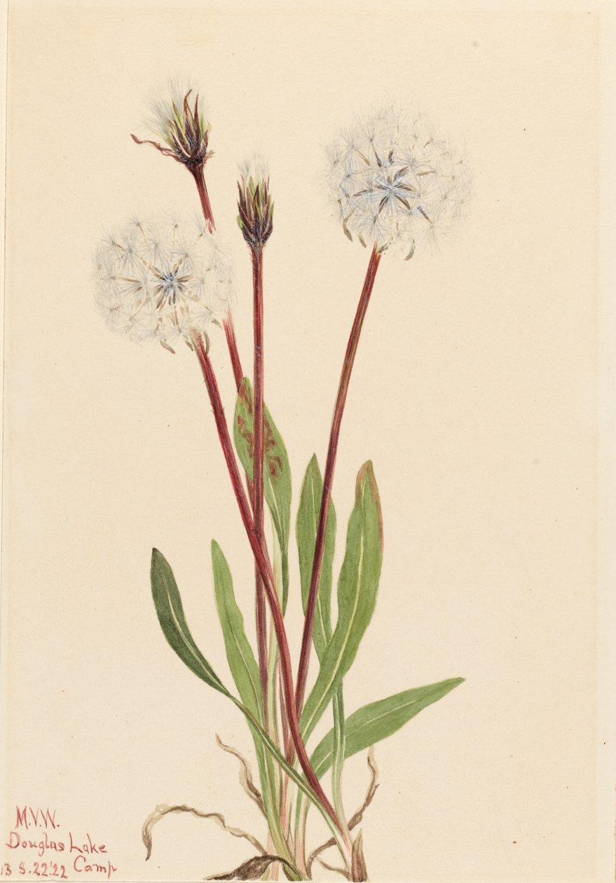 Agoseris delgada (Agoseris gracilens) de Mary Vaux Walcott