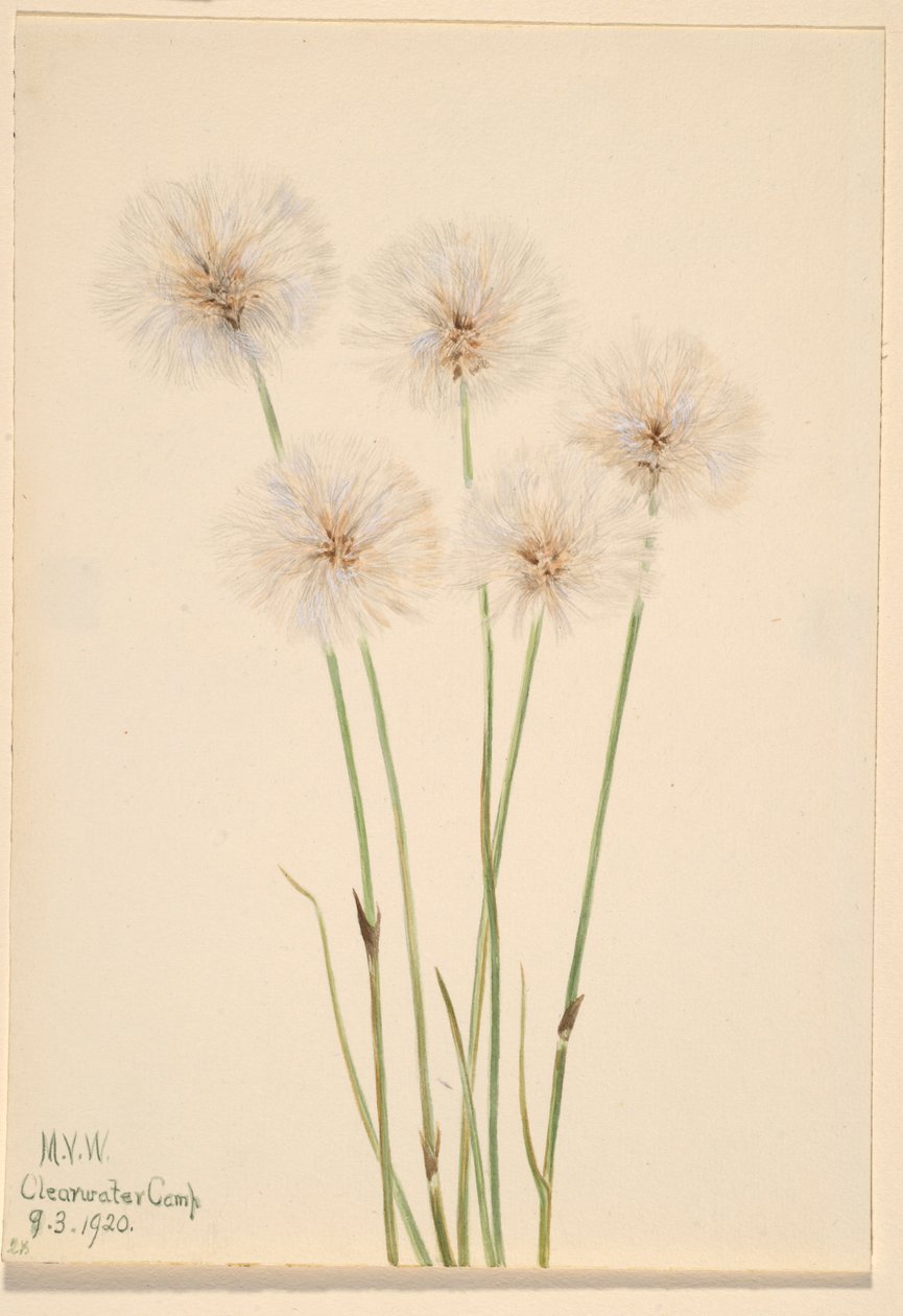 Erva-do-algodoeiro (Eriophorum chamissonis) de Mary Vaux Walcott