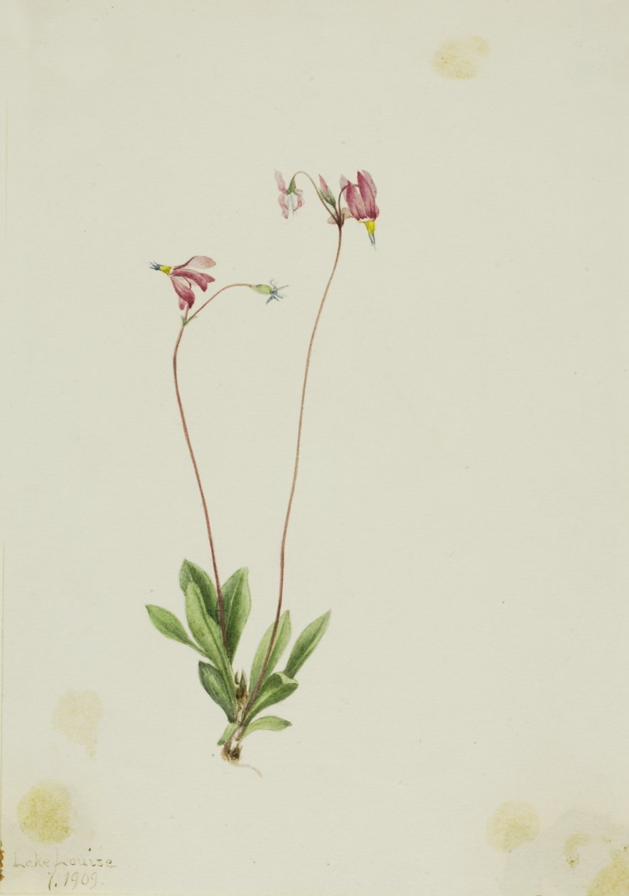 Estrela-dos-sapateiros (Dodecatheon pauciflorum) de Mary Vaux Walcott