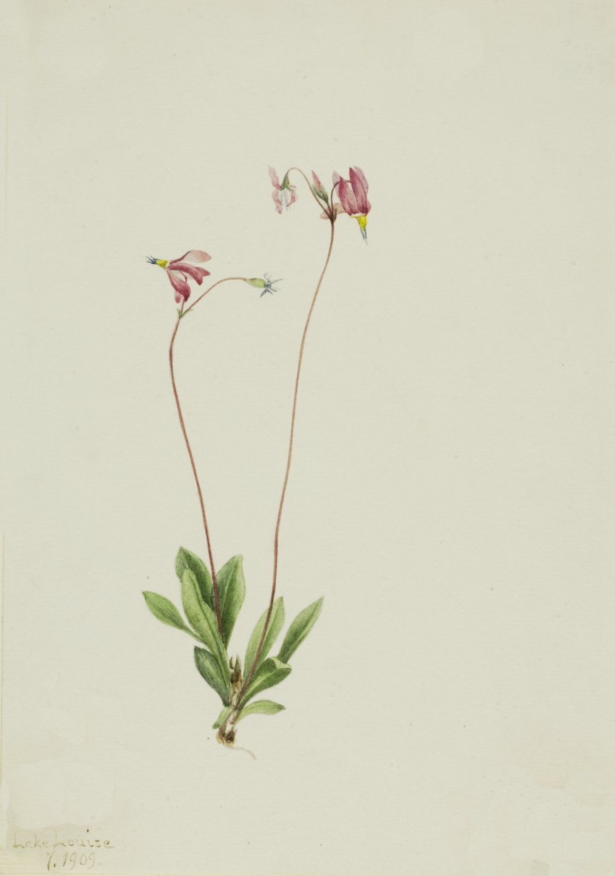 Slender Shootingstar Dodecatheon pauciflorum, 1909. de Mary Vaux Walcott