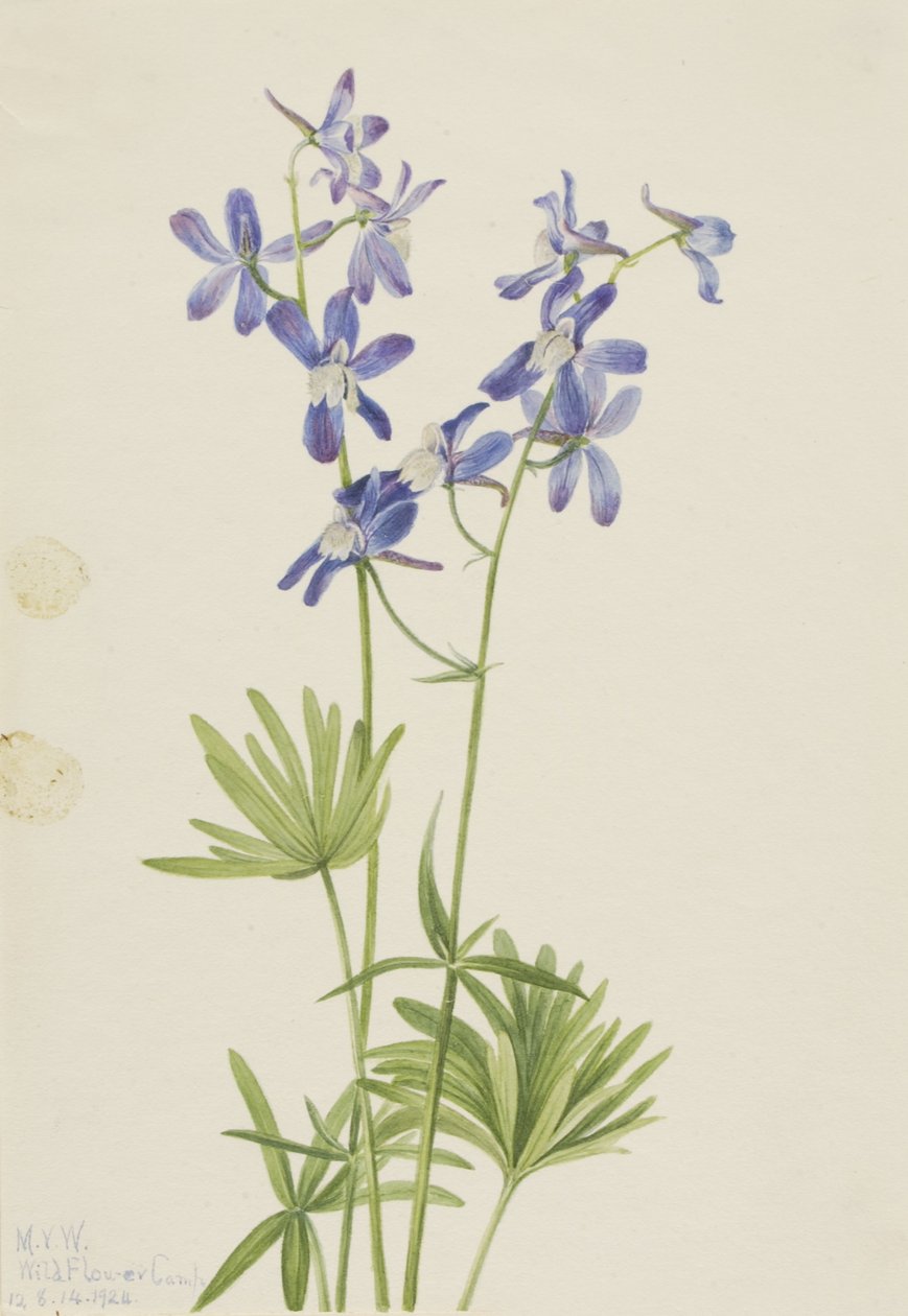 Larkspur fino (Delphinium depauperatum) de Mary Vaux Walcott