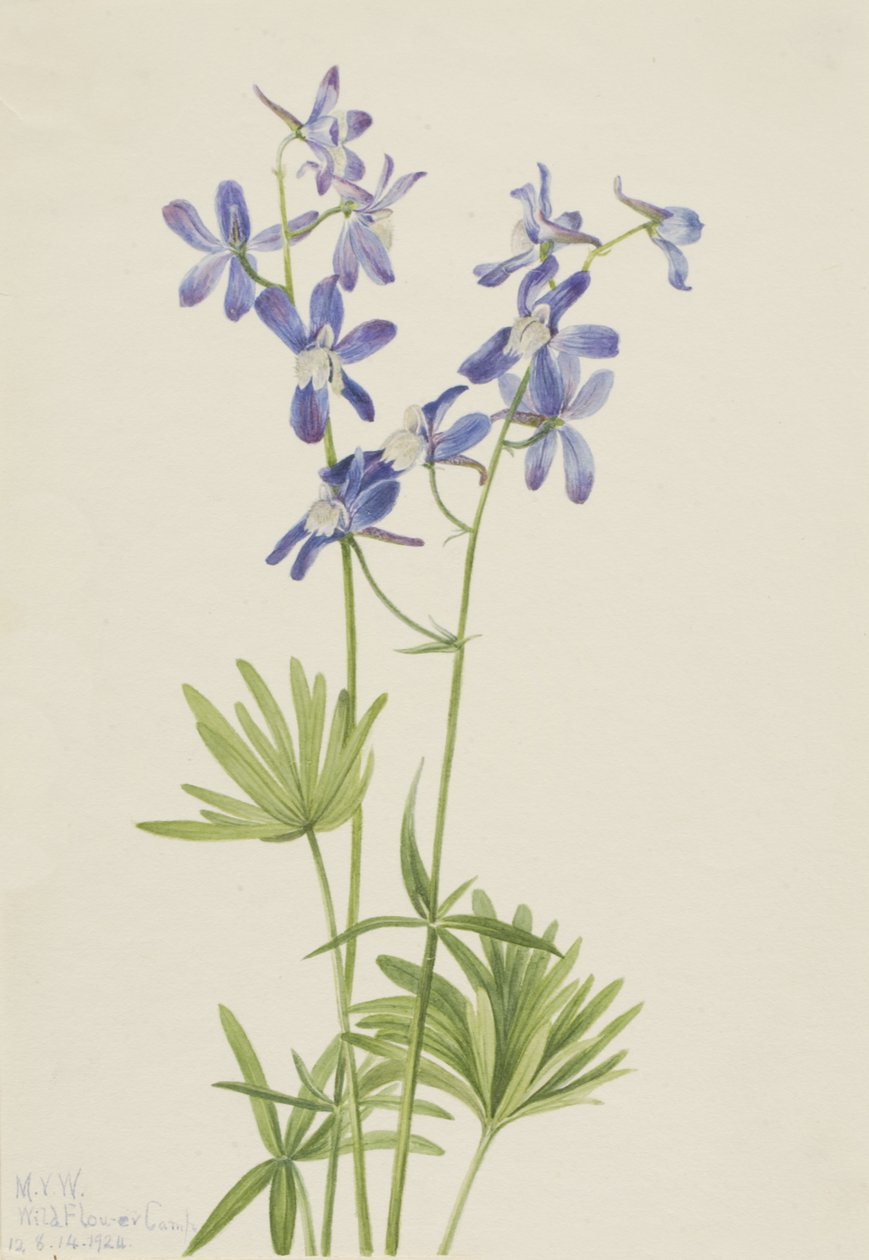 Slim Larkspur Delphinium depauperatum, 1924. de Mary Vaux Walcott