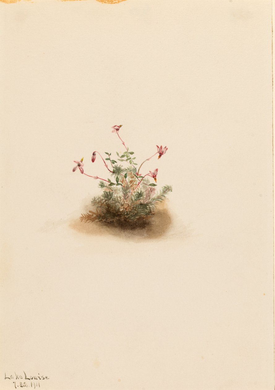Arando pequeno (Oxycoccus palustris) de Mary Vaux Walcott