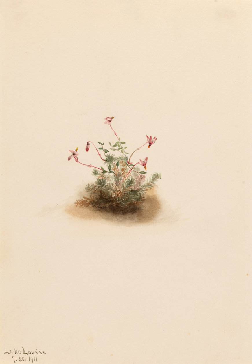Pequeno Cranberry Oxycoccus palustris, 1911. de Mary Vaux Walcott