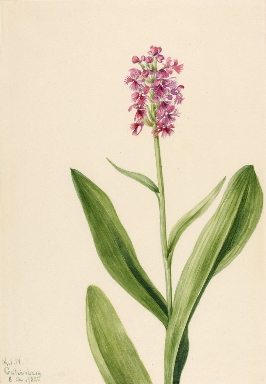 Orquídea pequena de franja roxa (Habenaria psychodes) de Mary Vaux Walcott