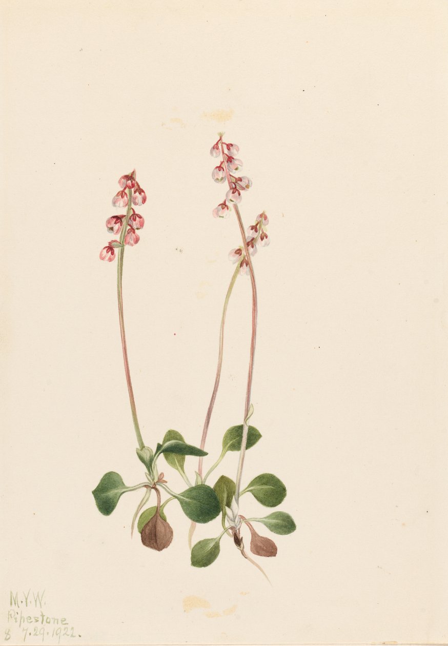 Pirola pequena (Pyrola minor) de Mary Vaux Walcott