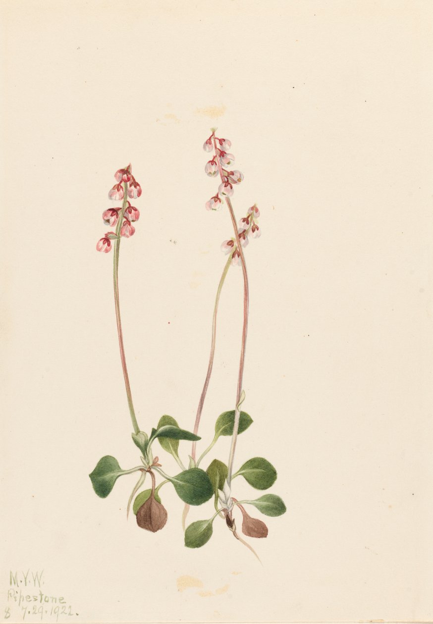Pequena Pyrola Pyrola minor Pyrola minor, 1922. de Mary Vaux Walcott
