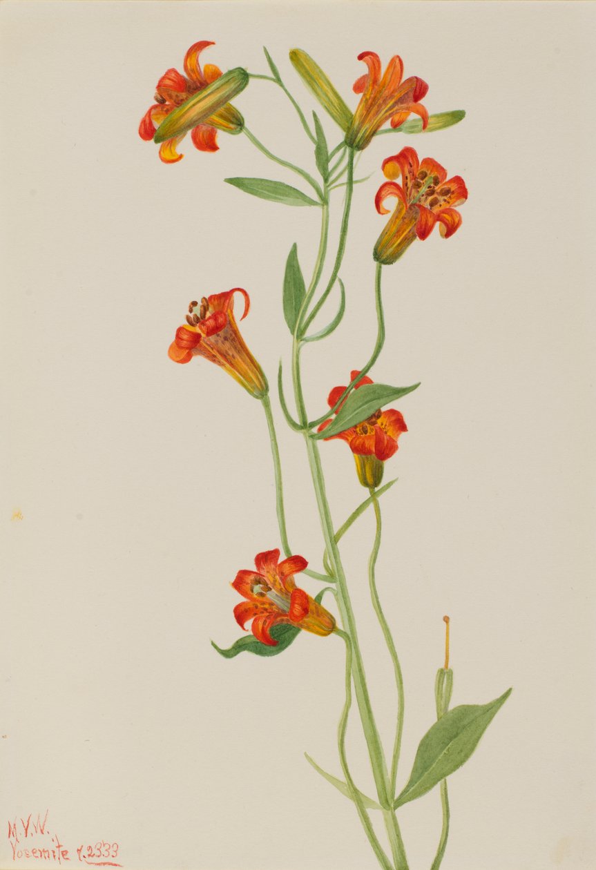 Pequeno Tigre Lily Lilium parvum, 1933. de Mary Vaux Walcott