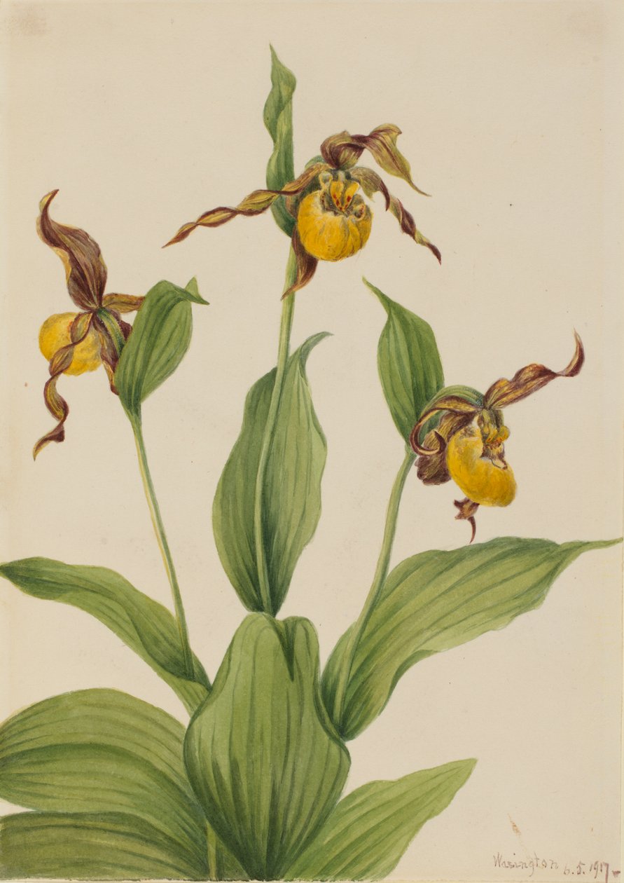 Pequena joaninha amarela Cypripedium parviflorum, 1917. de Mary Vaux Walcott