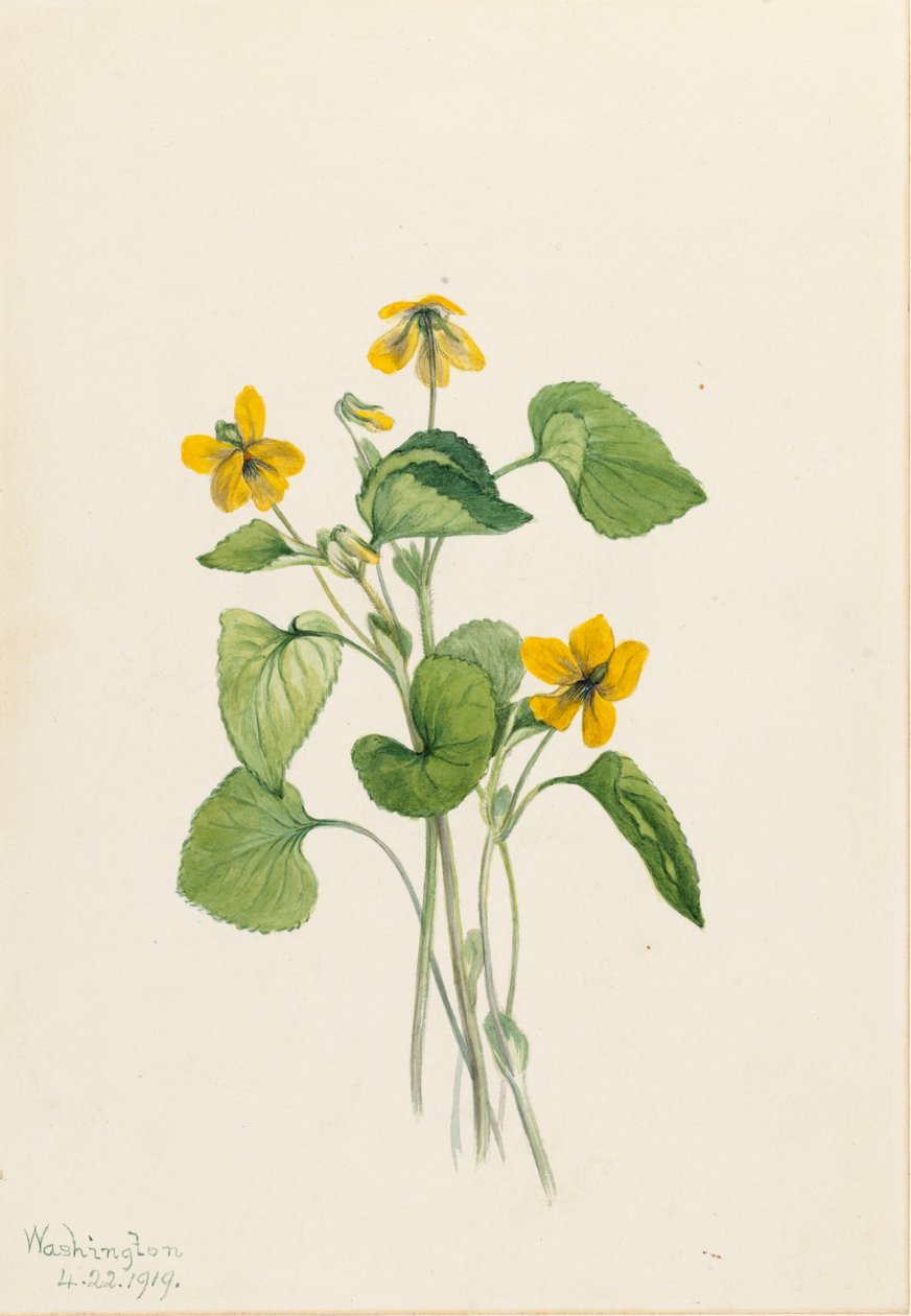 Violeta amarela lisa (Viola eriocarpa) de Mary Vaux Walcott