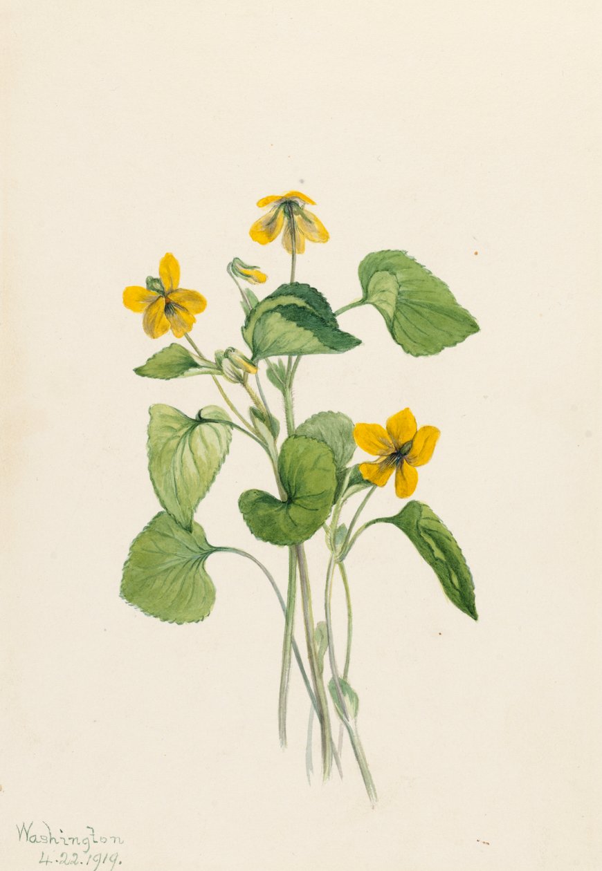 Viola eriocarpa Violeta Amarelo Liso, 1919. de Mary Vaux Walcott