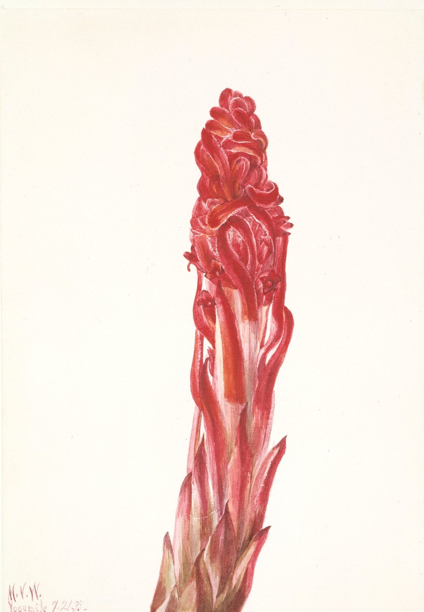 Planta da neve (Sarcodes sanguinea) de Mary Vaux Walcott