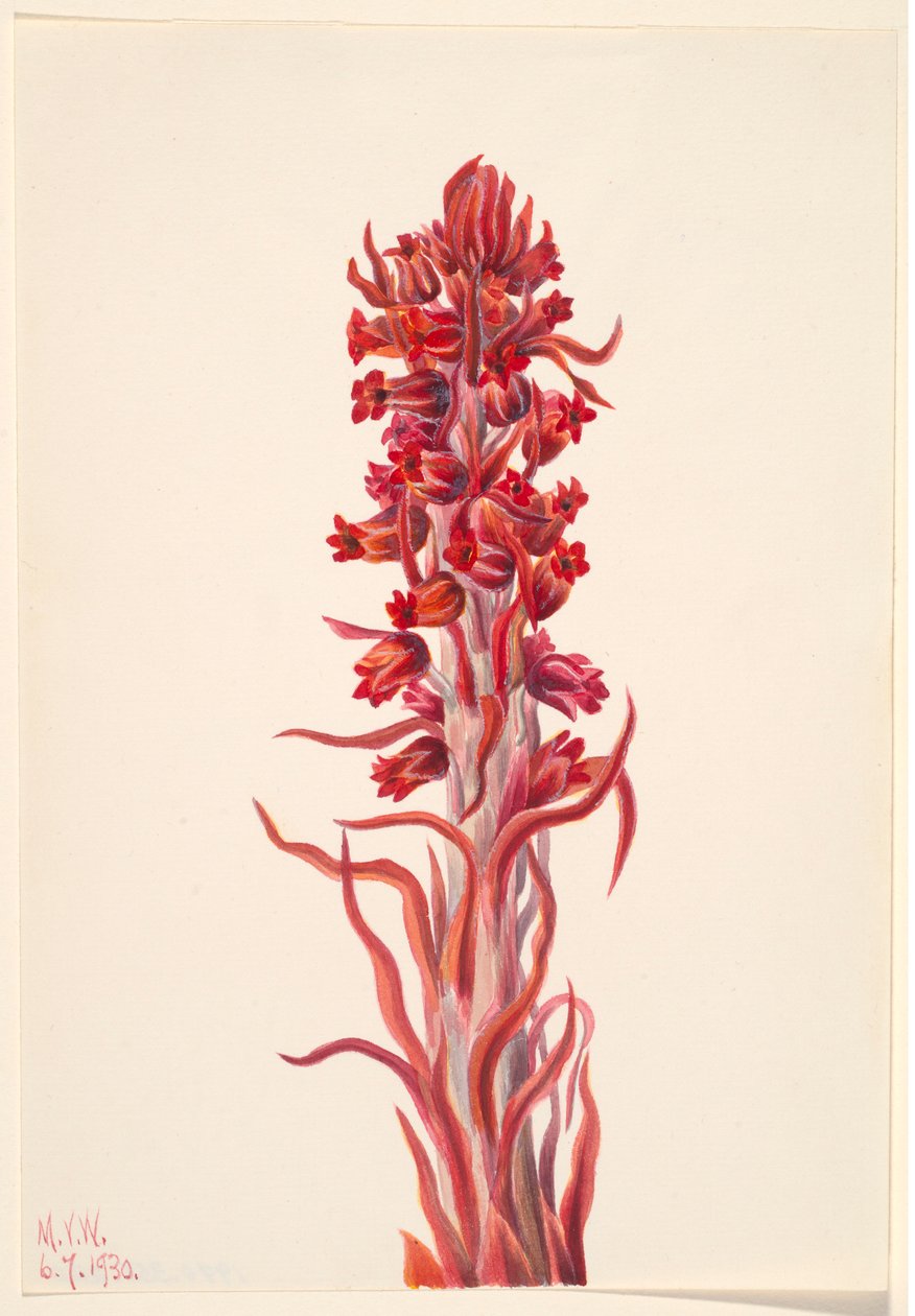 Planta da neve (Sarcodes sanguinea) de Mary Vaux Walcott