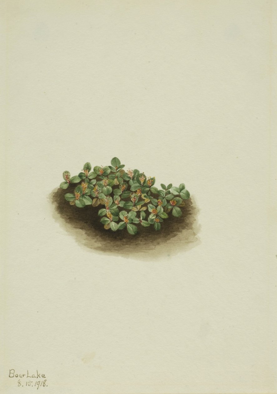 Salgueiro-das-neves (Salix nivalis) de Mary Vaux Walcott
