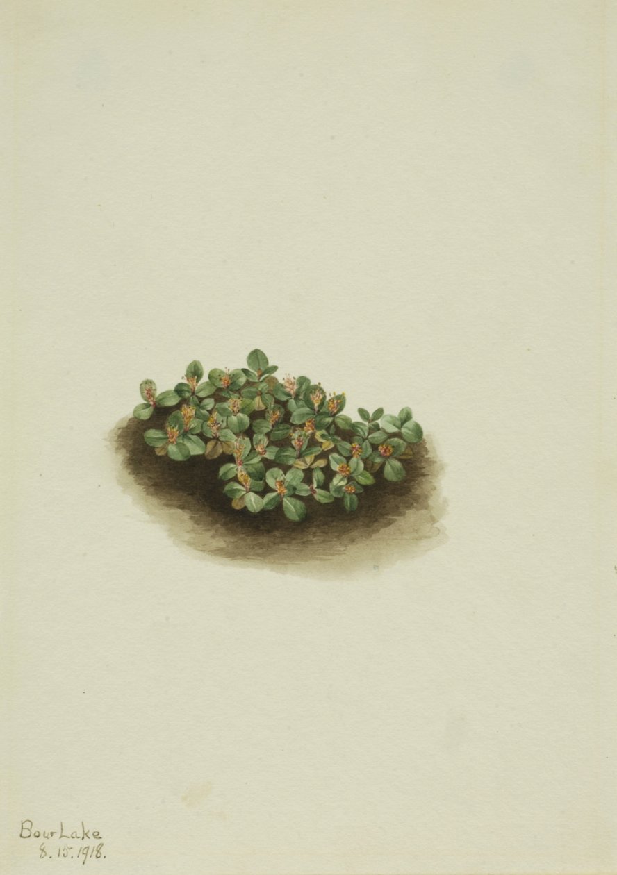Snow Willow Salix nivalis, 1918. de Mary Vaux Walcott