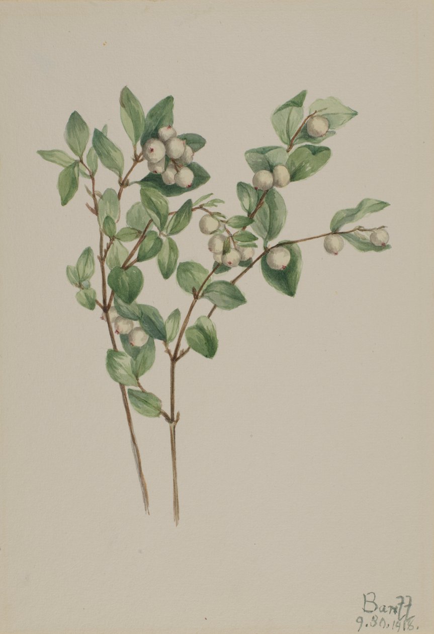 Bagaço de neve (Symphoricarpos albus) de Mary Vaux Walcott