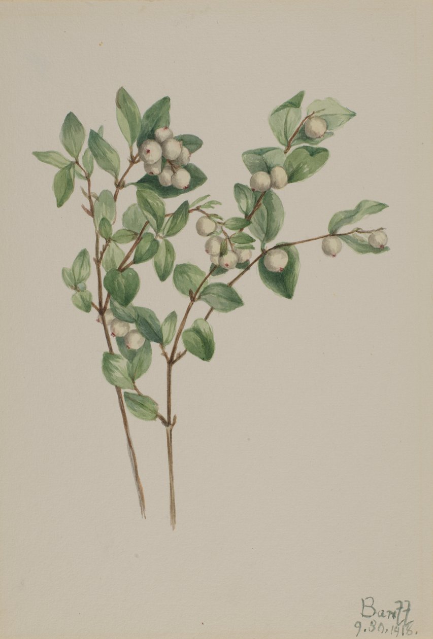 Snowberry Symphoricarpos albus, 1918. de Mary Vaux Walcott