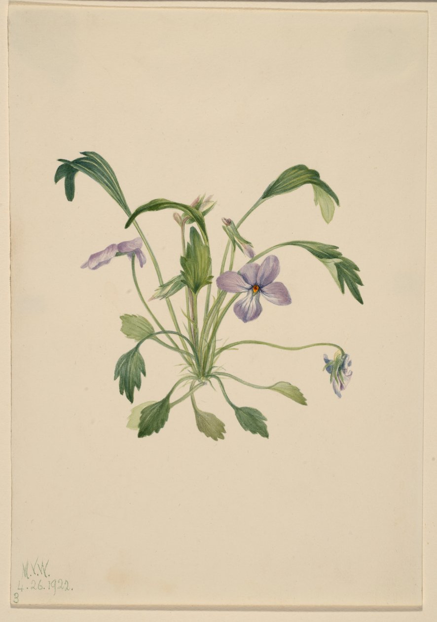Violeta-do-sul (Viola digitata) de Mary Vaux Walcott