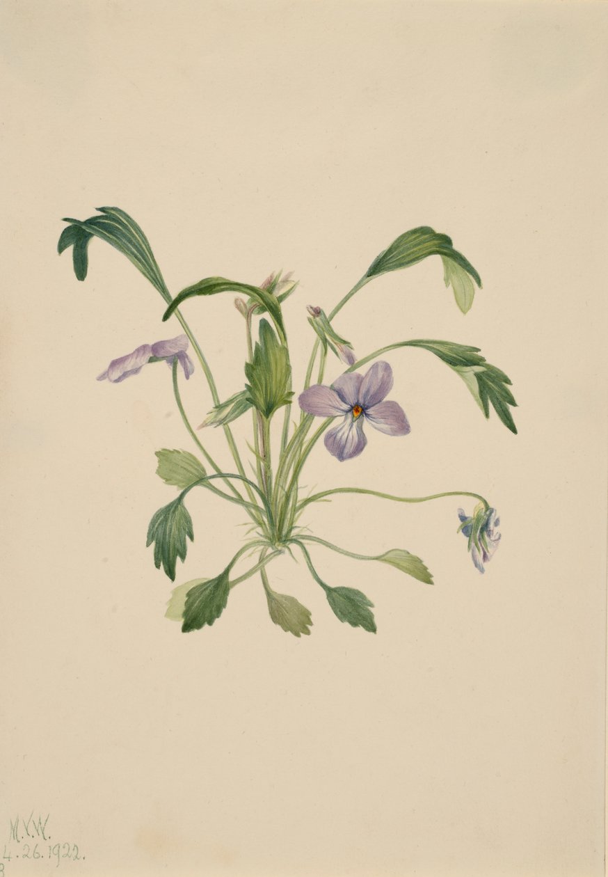 Violeta do pé de pássaro do sul Viola digitata, 1922. de Mary Vaux Walcott