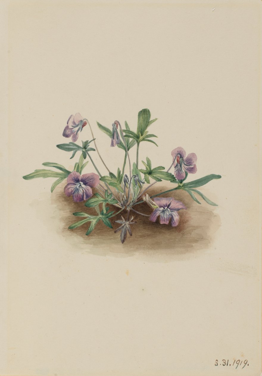 Violeta da Costa Sul (Viola septemloba) de Mary Vaux Walcott