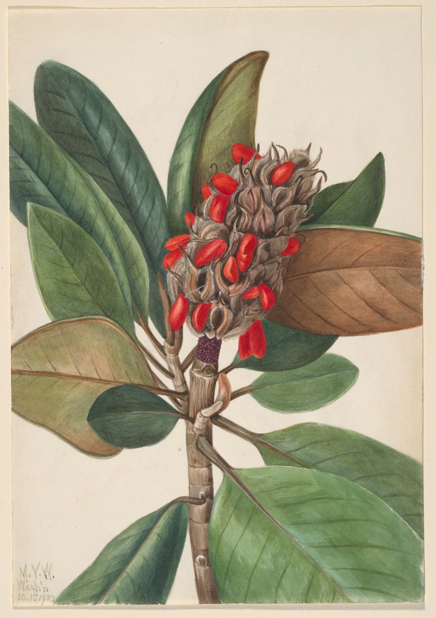 Magnólia do Sul (Magnolia grandiflora) de Mary Vaux Walcott