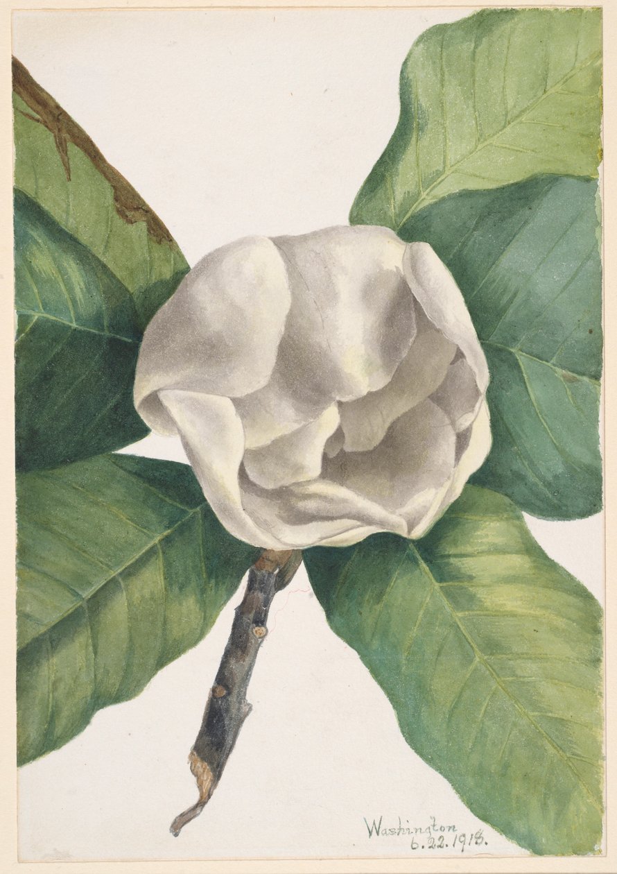 Magnólia do Sul (Magnolia grandiflora) de Mary Vaux Walcott