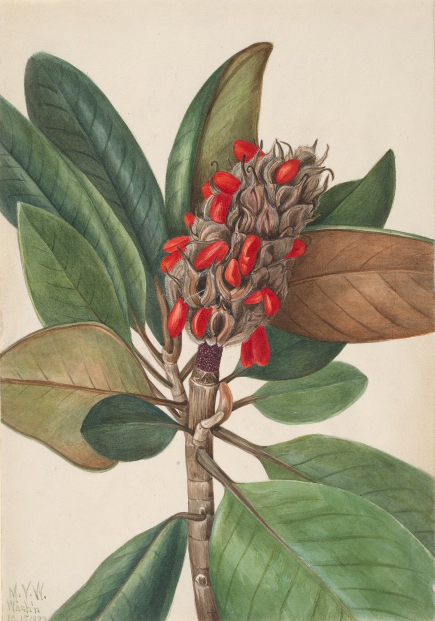 Southern Magnolia Magnolia grandiflora, 1923. de Mary Vaux Walcott