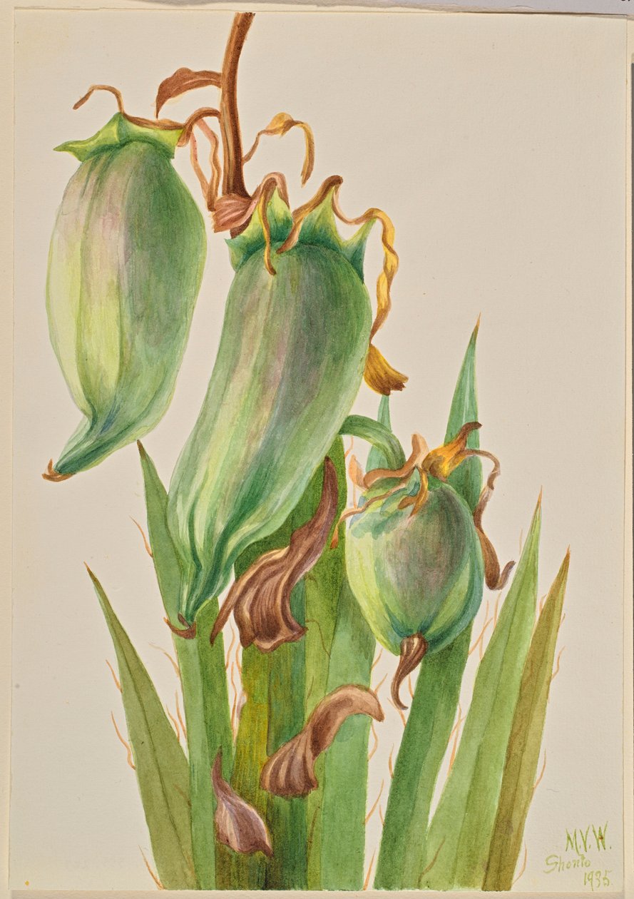 Baioneta espanhola (Yucca baccata) de Mary Vaux Walcott
