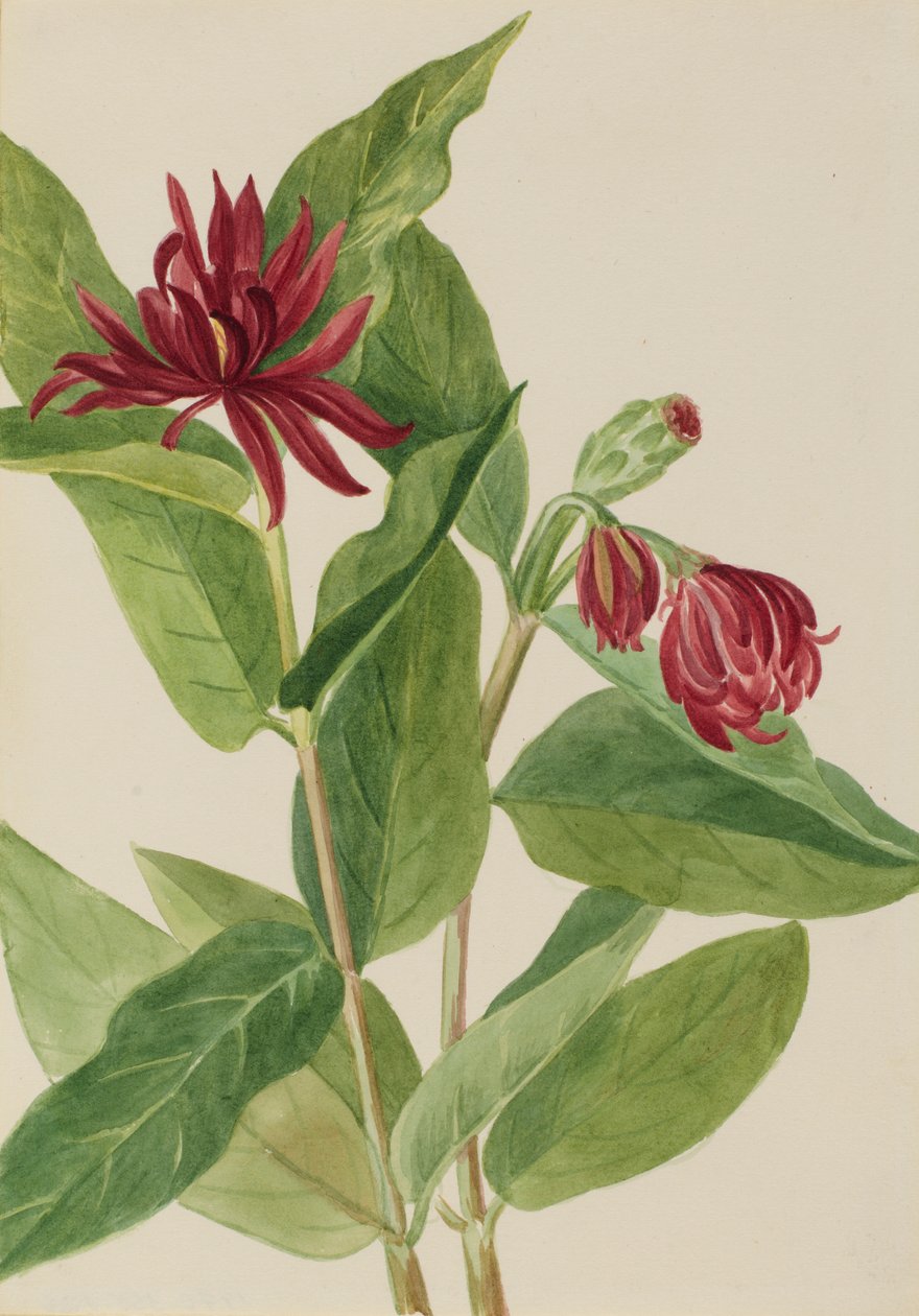 Espinheiro (Calycanthus occidentalis) de Mary Vaux Walcott