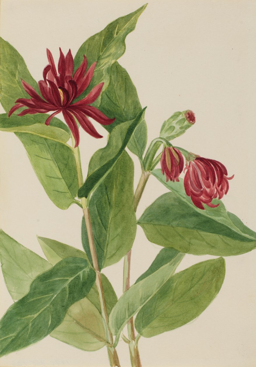 Spicebush Calycanthus occidentalis, início da década de 1930. de Mary Vaux Walcott
