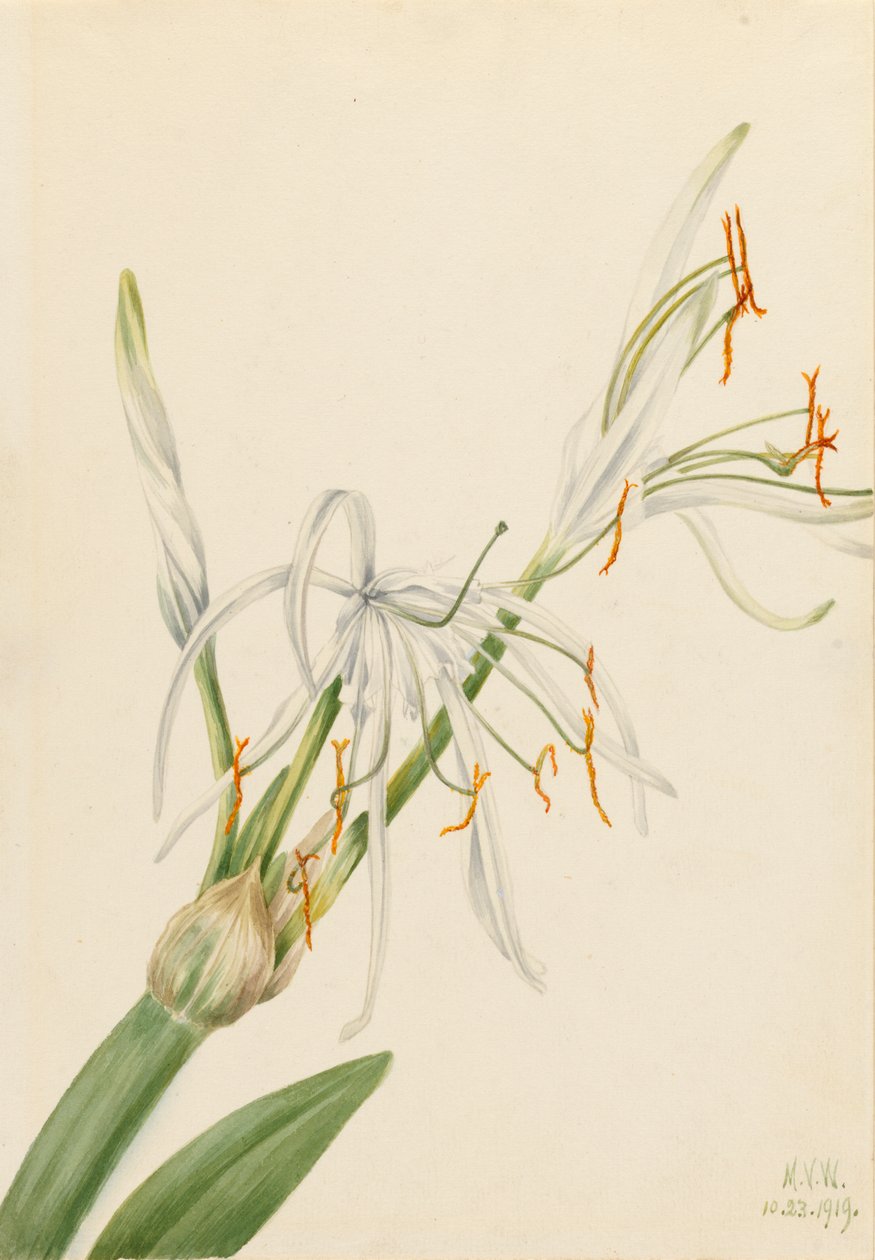 Aranha Lírio Hymenocallis rotata, 1919. de Mary Vaux Walcott
