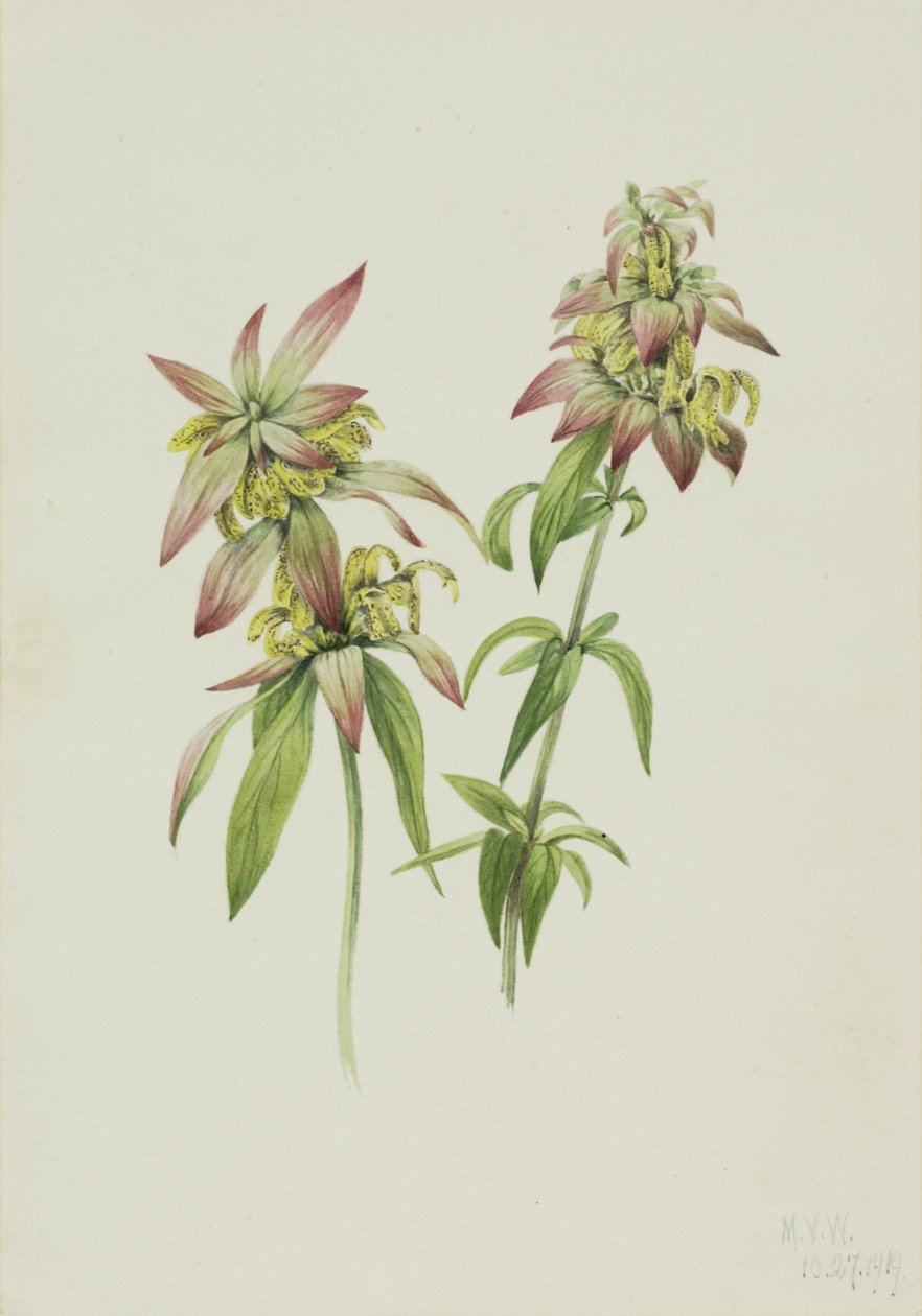 Spotted Bee Balm Monarda punctata, 1919. de Mary Vaux Walcott