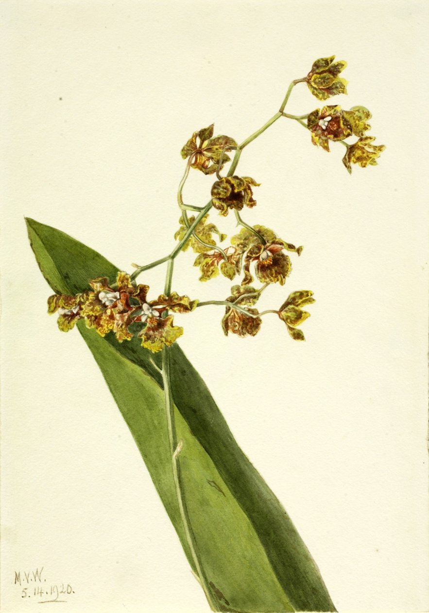 Cyrtopodium manchado (Cyrtopodium punctatum) de Mary Vaux Walcott
