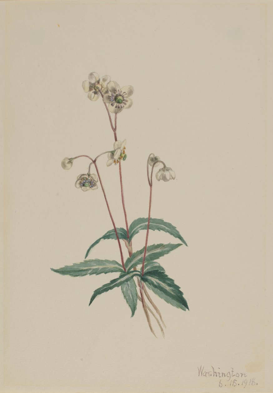 Pipsissewa manchada (Chimaphila maculata) de Mary Vaux Walcott