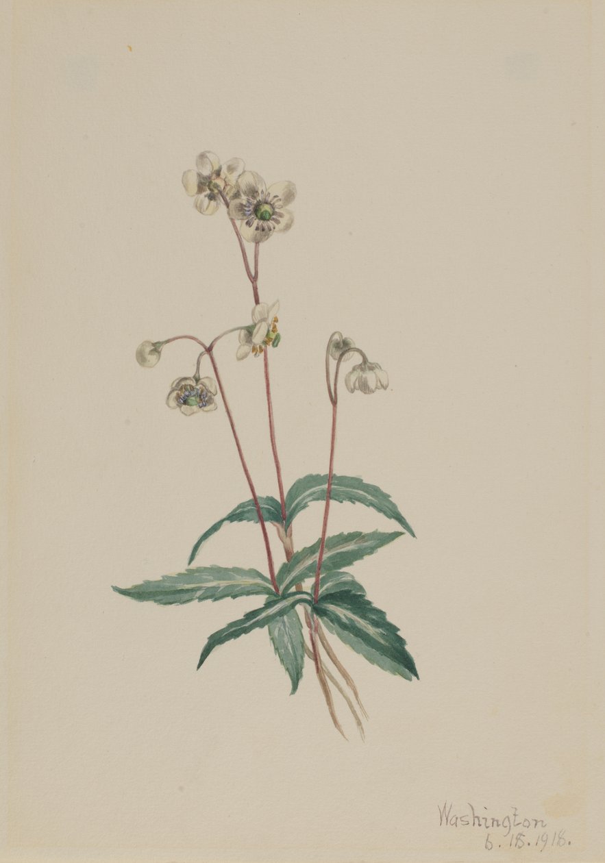 Spotted Pipsissewa Chimaphila maculata, 1918. de Mary Vaux Walcott